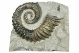 Aegocrioceras Heteromorph Ammonite - Germany #293082-1